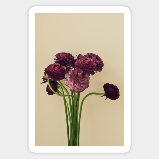 Purple Ranunculus Flowers Sticker by oliviastclaire